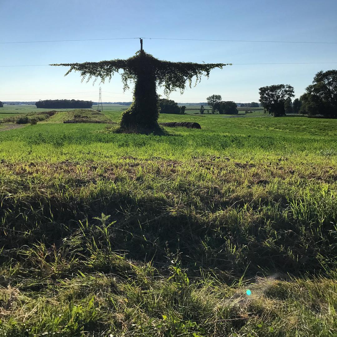 Vine Angel