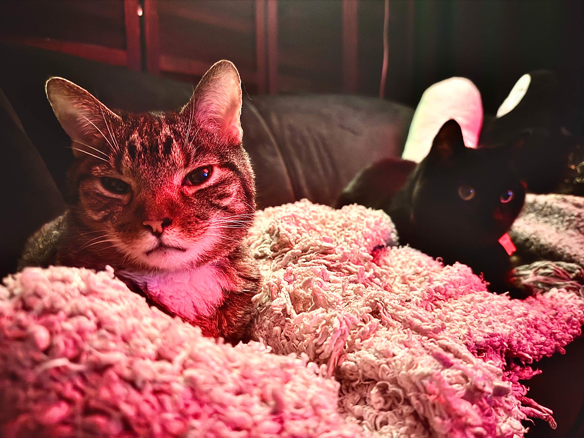 Goodbye, Bug. Goodbye, Jiji